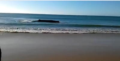 Baleia salva no Algarve por banhistas e Polícia Marítima - TVI