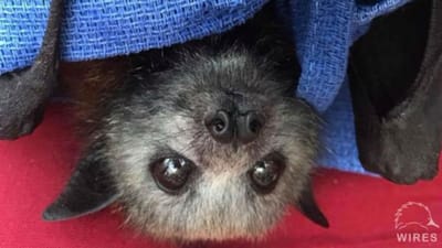 Morcego escondido em tablet infeta homem com raiva - TVI