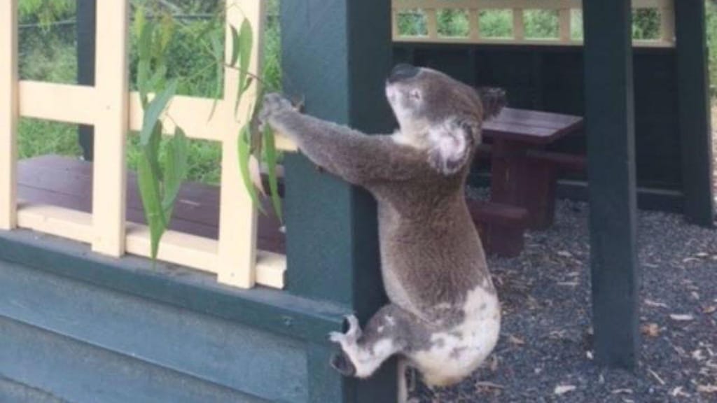 Koala pregado a porta