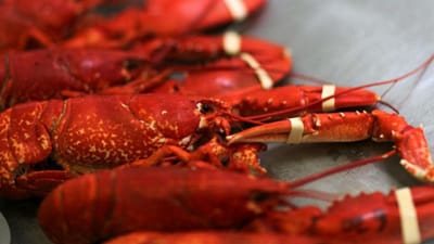 Aqui é proibido cozinhar lagostas vivas em água a ferver - TVI