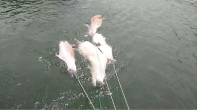 Vírus matou quase duas centenas de golfinhos no Brasil - TVI
