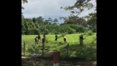 Fome leva venezuelanos a matar vaca à pedrada - TVI