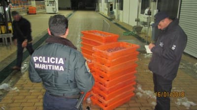 Arrastão espanhol apanhado no Algarve com 400 kg de crustáceos interditos - TVI