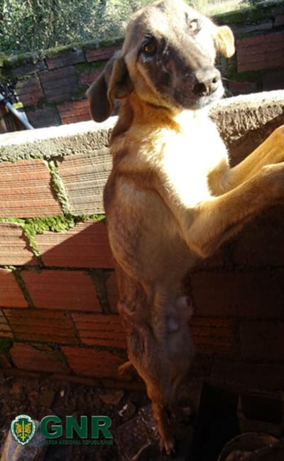 GNR resgata cão alvo de maus-tratos pelo dono - TVI