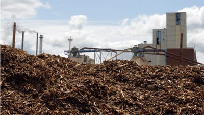 Governo quer premiar centrais de biomassa que evitem incêndios - TVI