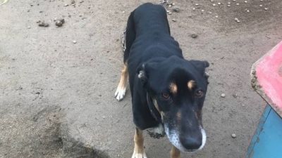 Homem condenado por 24 crimes de maus tratos a cães - TVI