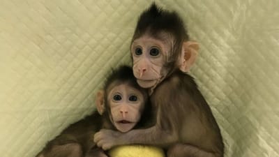 Já nasceram os primeiros macacos clonados com a técnica da ovelha Dolly - TVI