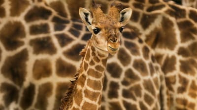 A girafa que está a encantar o Jardim Zoológico de Lisboa - TVI
