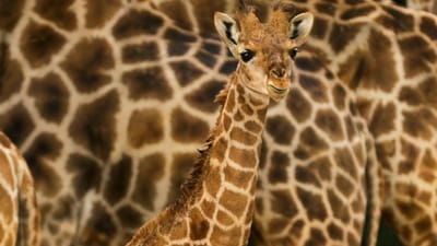 Confirmada a causa de morte da girafa que caiu num fosso por causa de visitante - TVI