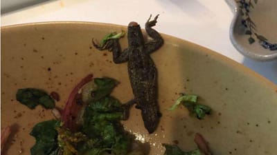 Mulher encontra lagarto morto na salada - TVI
