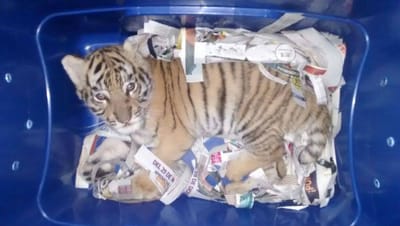 Tigre bebé enviado por correio - TVI