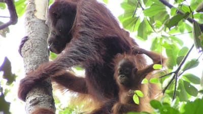 Mais de 100 mil orangotangos mortos no paraíso - TVI