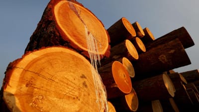 Cientistas inventam madeira tão resistente como o aço - TVI