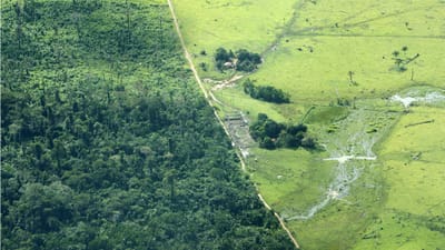 Desflorestação da Amazónia no Brasil até maio foi a maior desde 2015 - TVI