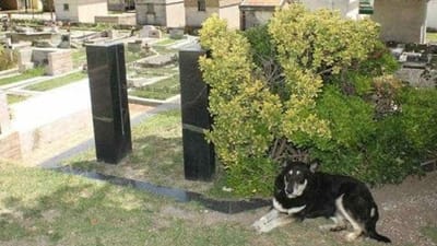 Morreu Capitán, o cão que dormiu 11 anos junto ao túmulo do dono - TVI