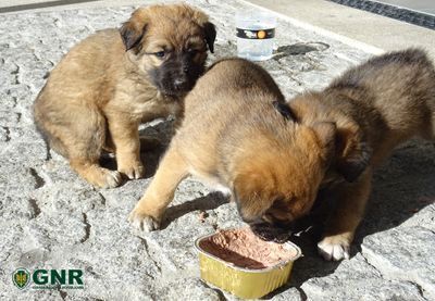 GNR salva três cachorros abandonados - TVI