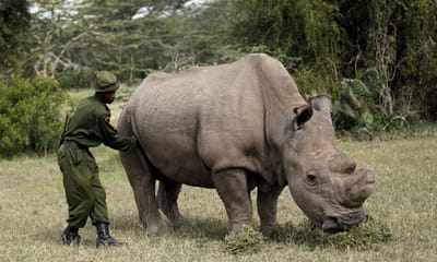 Ciência tenta evitar extinção do rinoceronte branco do norte - TVI