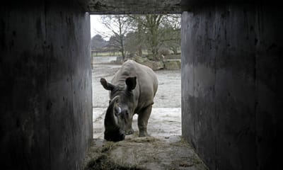 Tentam salvar rinoceronte-branco do norte da extinção com embriões "in vitro" - TVI