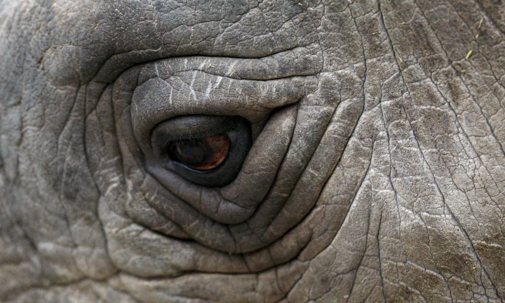 Sudan, o último macho rinoceronte-branco do norte