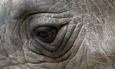 Inundações matam vários rinocerontes raros em parque na Índia - TVI