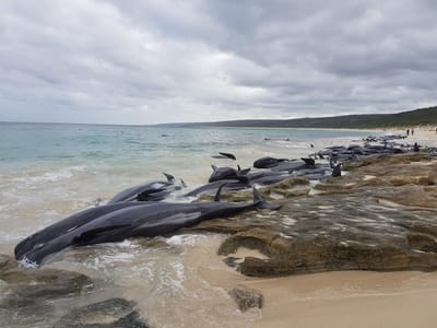 150 baleias dão à costa em baía do oeste da Austrália - TVI