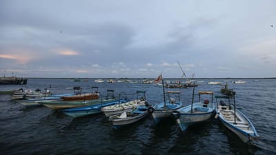 Pescadores voltam a poder capturar sardinha por dois meses - TVI