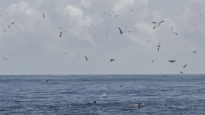 Mau tempo não impede novas buscas pelo pescador nos Açores - TVI