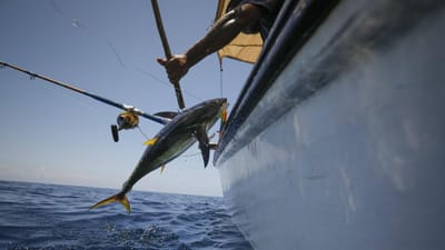 190 quilos de pescado subdimensionado apreendidos na Terceira - TVI