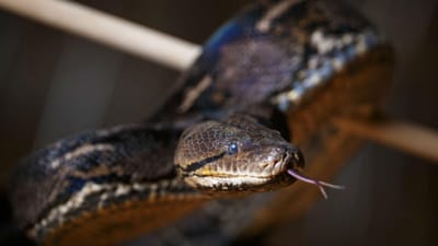 Recolhido recorde de veneno de cobra na Austrália que dá para matar 100 pessoas - TVI