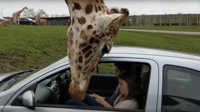 Condutora parte vidro na cabeça de girafa atrevida - TVI
