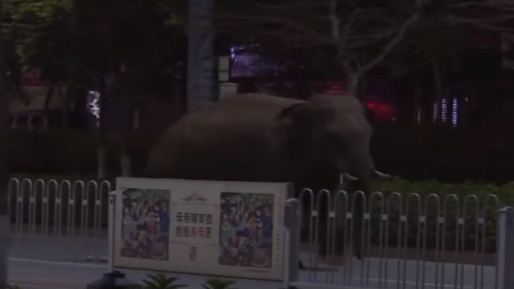 Elefante à solta 