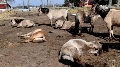 Consórcio que recolhe animais mortos diz que Estado deve 15 ME - TVI