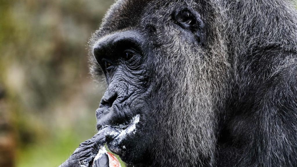 Gorila completou 61 anos 