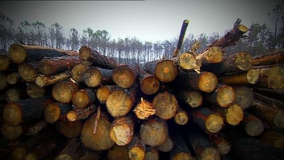 Mais de metade da madeira ardida ficou por vender em hasta pública - TVI