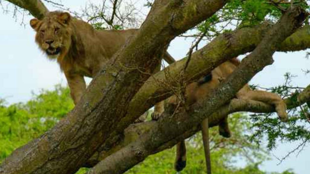 Leões no Parque Natural Queen Elizabeth, Uganda