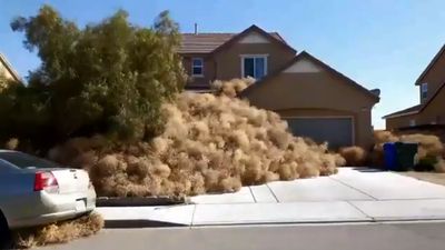 Bolas gigantes de erva invadem ruas da Califórnia - TVI