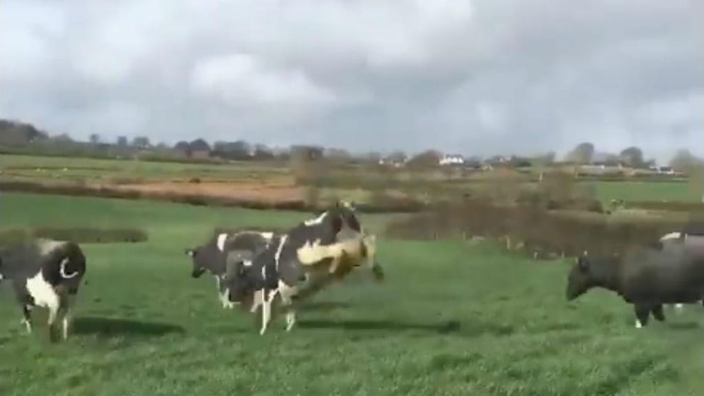 Vacas de quinta na Irlanda do Norte