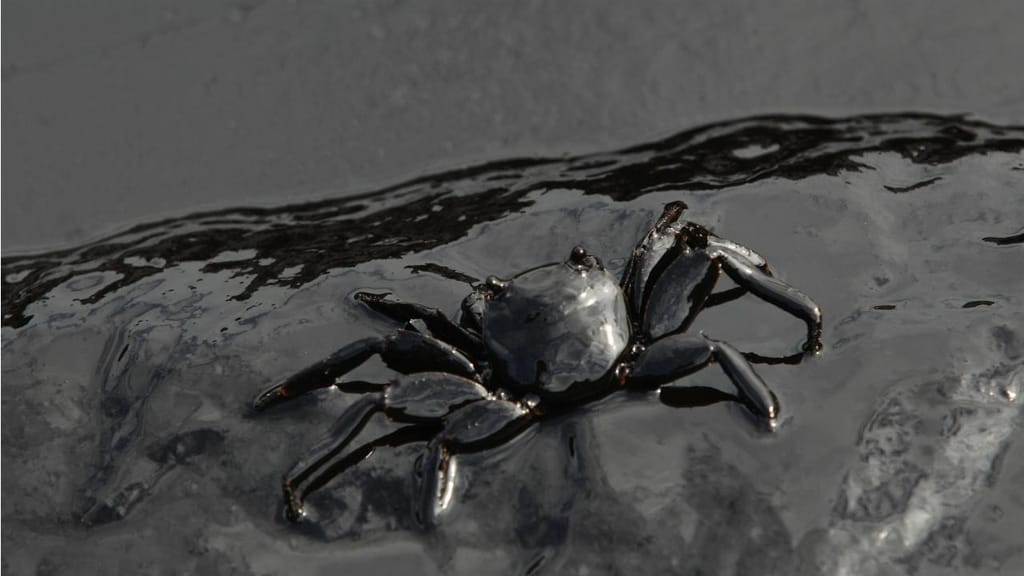 Maré negra - derrame de petróleo (arquivo)
