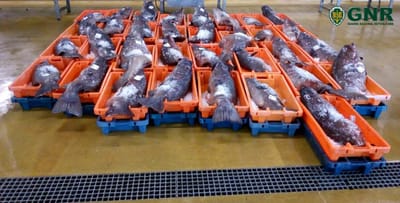 GNR apanha tonelada de meia de peixe ilegal destinado a Espanha - TVI