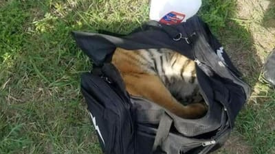 Tigre bebé encontrado numa mala - TVI