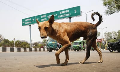 Cães matam seis crianças na Índia - TVI