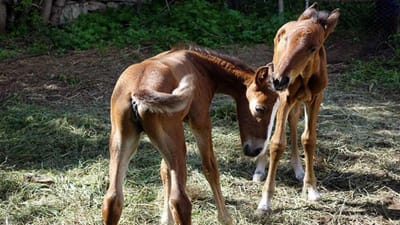 Raridade animal: égua lusitana dá à luz potros gémeos - TVI