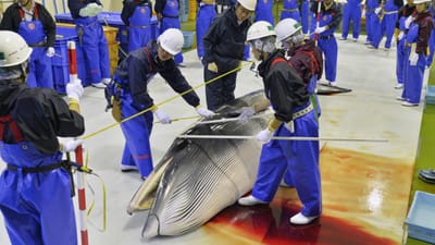 Greenpeace considera "lamentável e perigoso" que Japão retome caça à baleia - TVI
