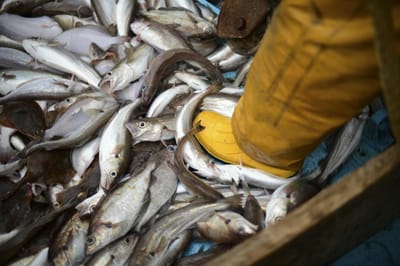 Governo confirma "incidente" com pesqueiro português na Argentina - TVI