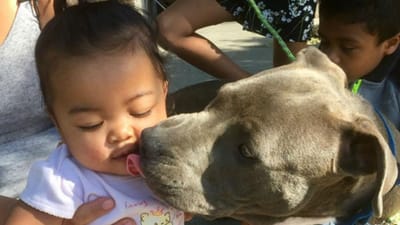 Pitbull salva mãe e bebé de casa em chamas - TVI