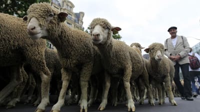 Um rebanho de ovelhas nas ruas de Paris - TVI