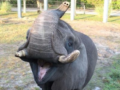 Elefante de Michael Jackson “foge” de zoo na Florida - TVI