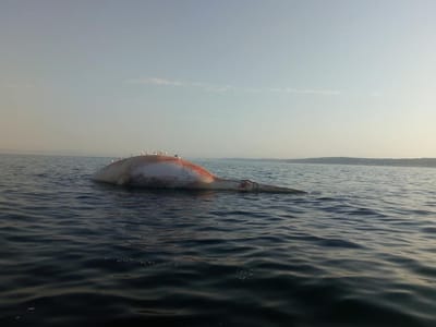 Baleia com cerca de 13 metros avistada na Costa da Caparica - TVI