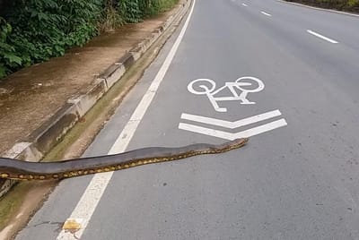O que fazia se uma anaconda se atravessasse à sua frente? - TVI