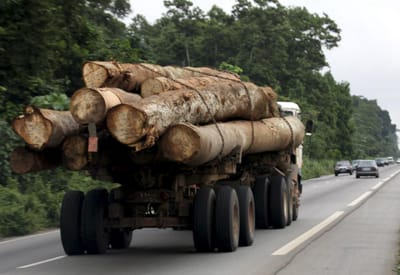Três irmãos portugueses acusados de explorar madeira ilegal no Congo - TVI